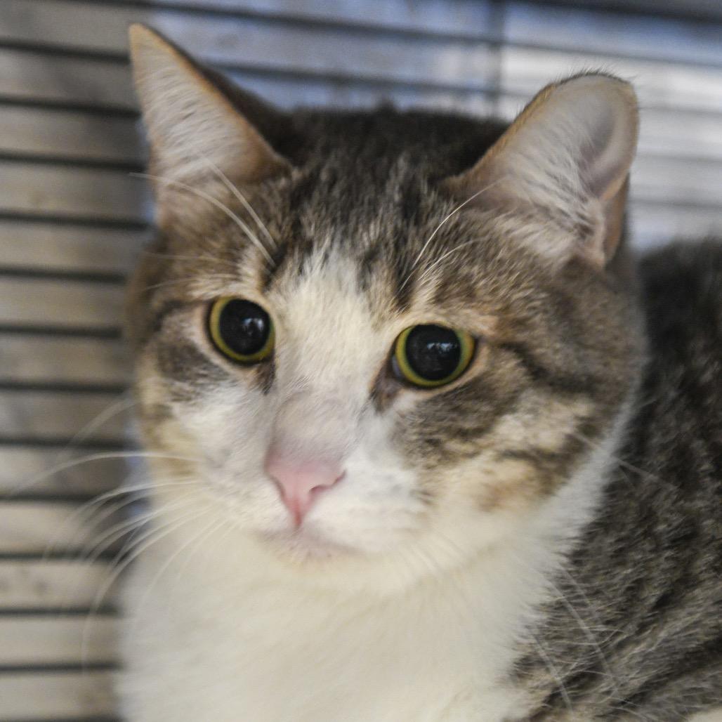 Olive, Adoptable, Adult Female Domestic Short Hair.