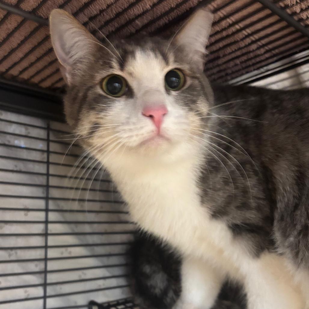 Enlarge Olive, a Adoptable Domestic Short Hair in Redwood City, CA image 2/2