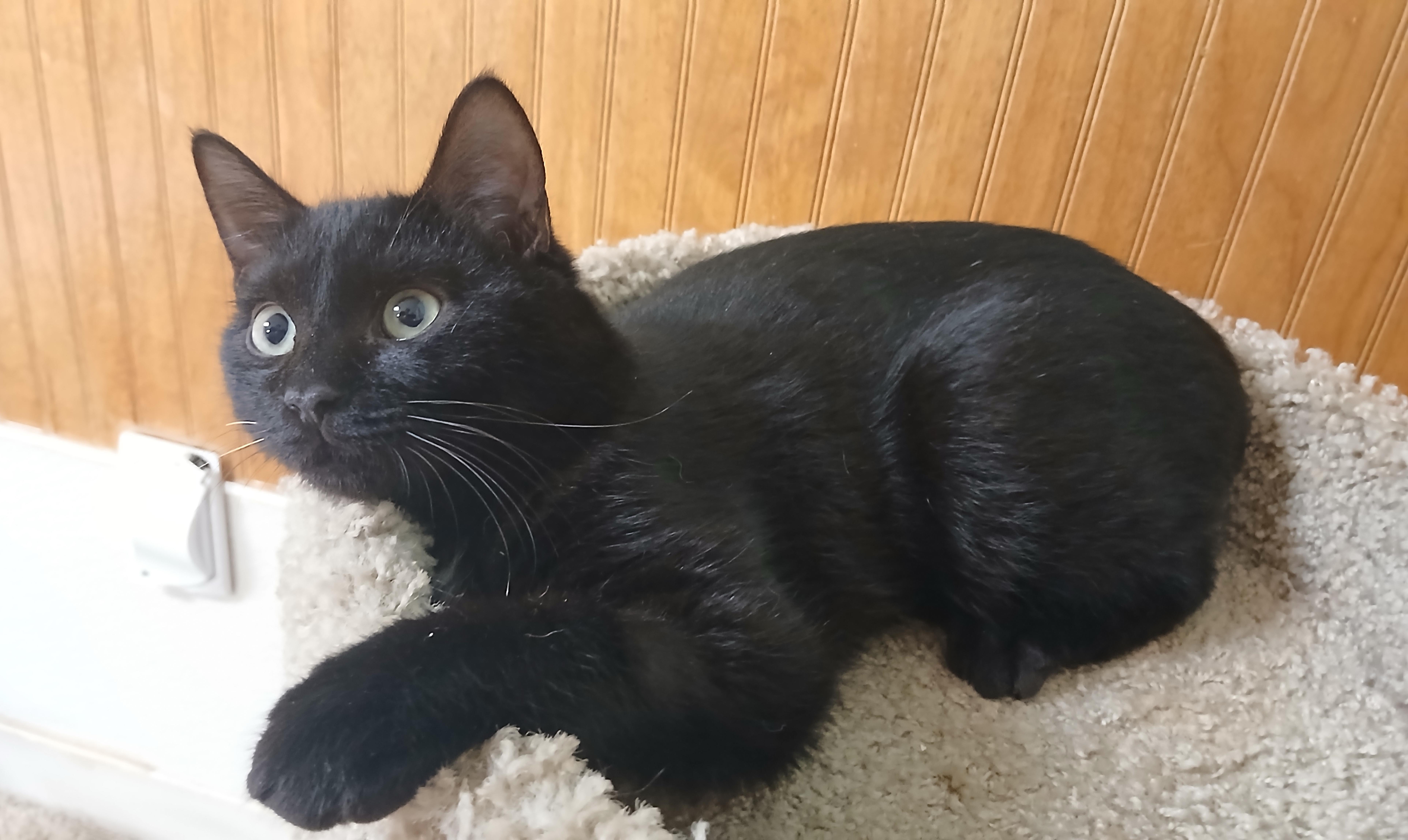 Enlarge Xavier, a Adoptable Domestic Short Hair in Cullowhee, NC image 2/2