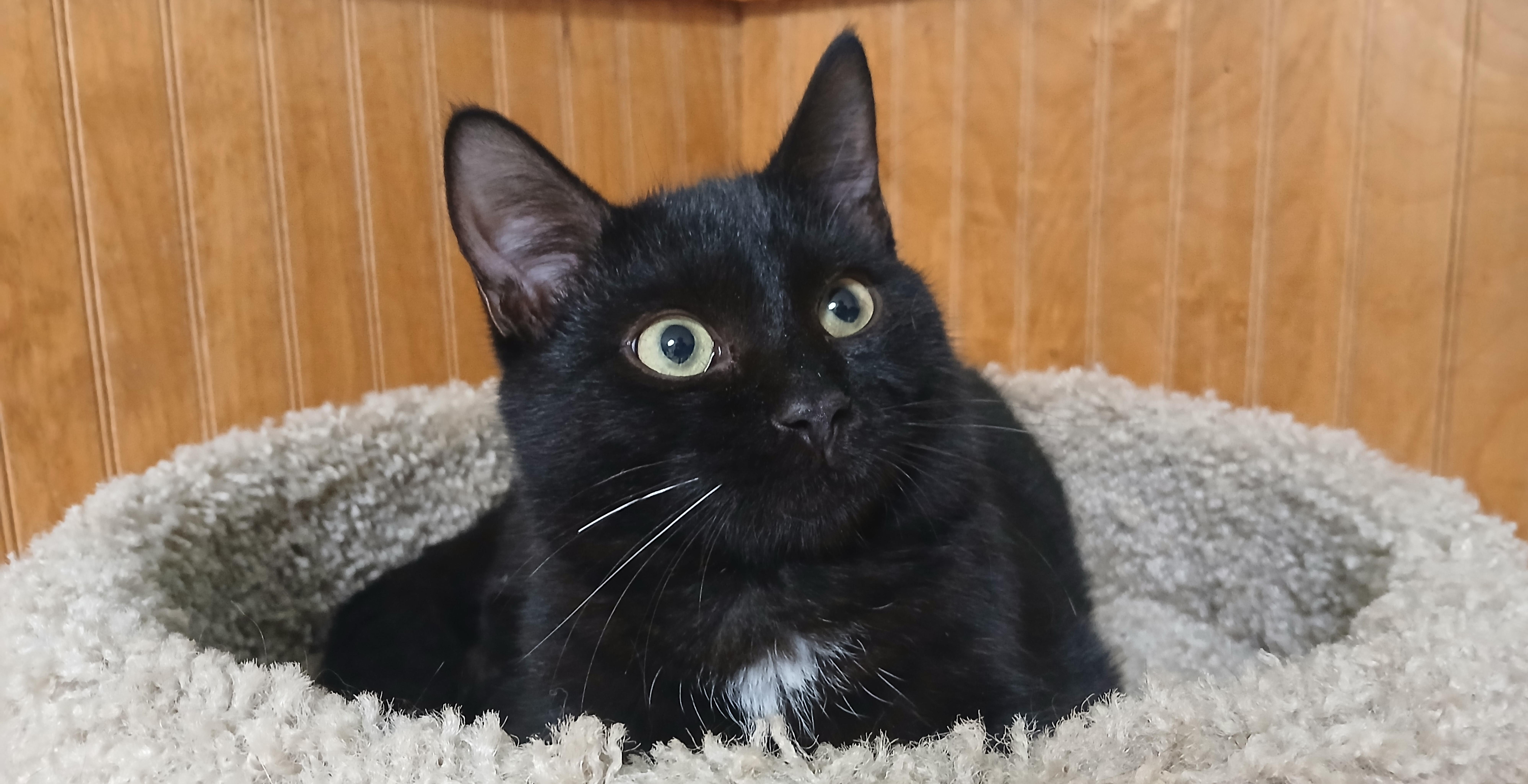Enlarge Xavier, a Adoptable Domestic Short Hair in Cullowhee, NC image 1/2
