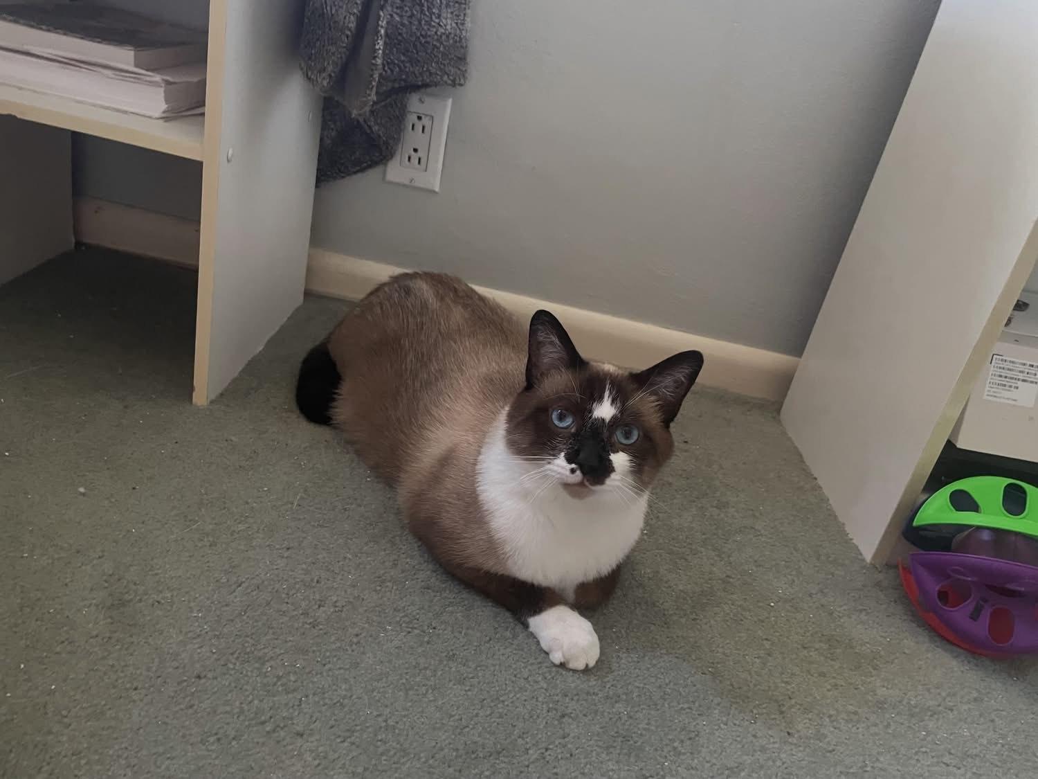 Enlarge Ricky, a Adoptable Snowshoe in Milwaukee, WI image 6/6