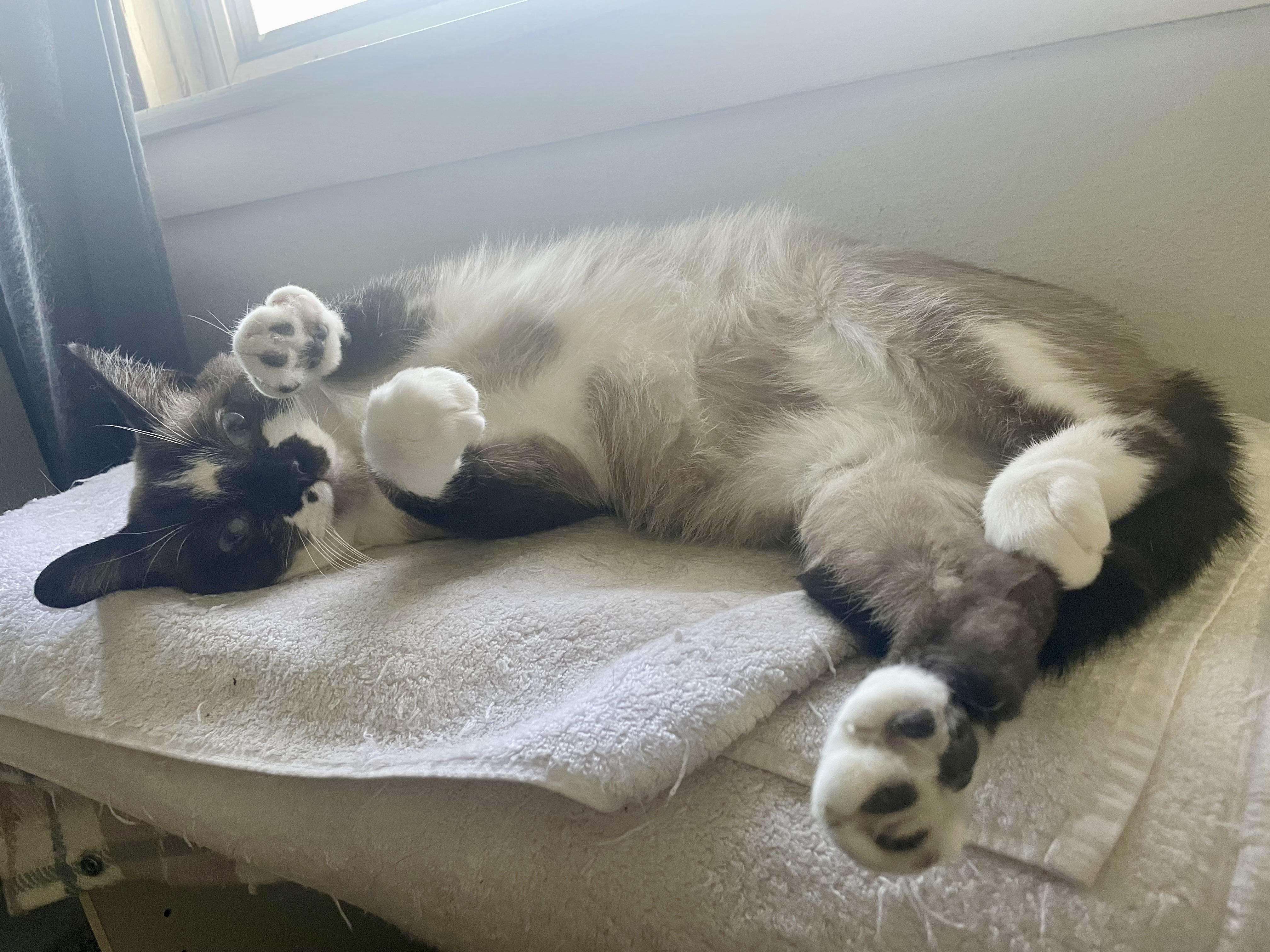 Enlarge Ricky, a ADOPTABLE Snowshoe in Milwaukee, WI image 2/6