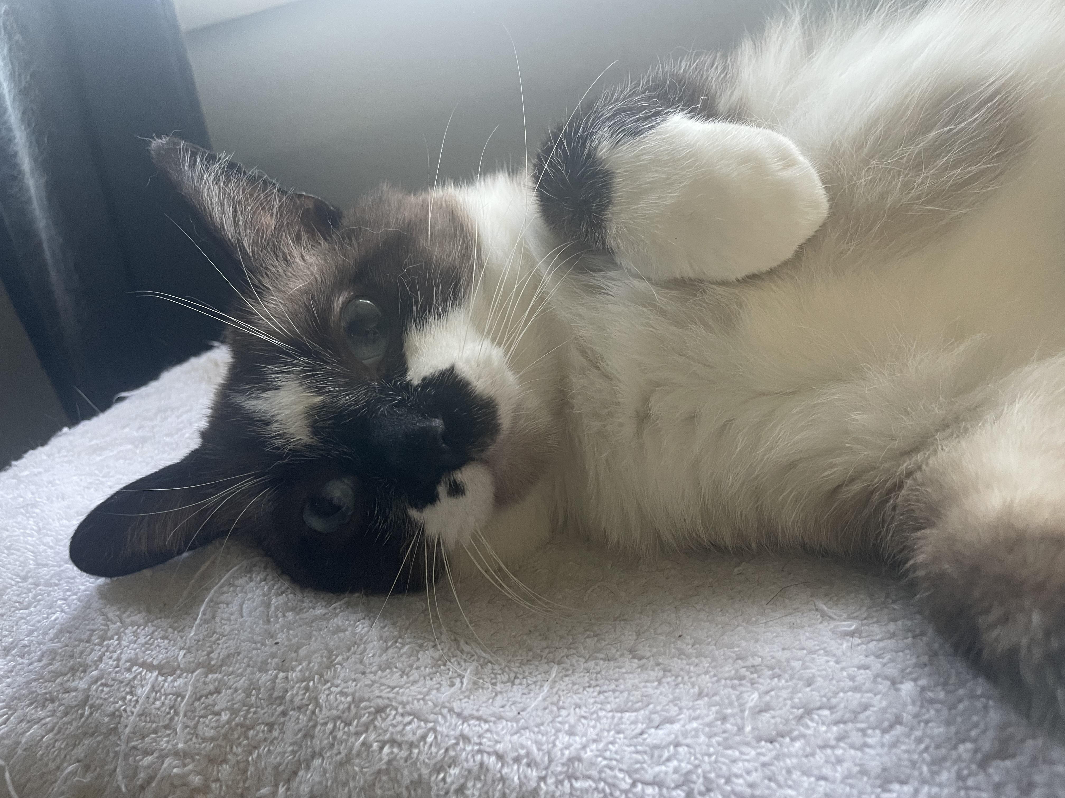 Enlarge Ricky, a ADOPTABLE Snowshoe in Milwaukee, WI image 5/6