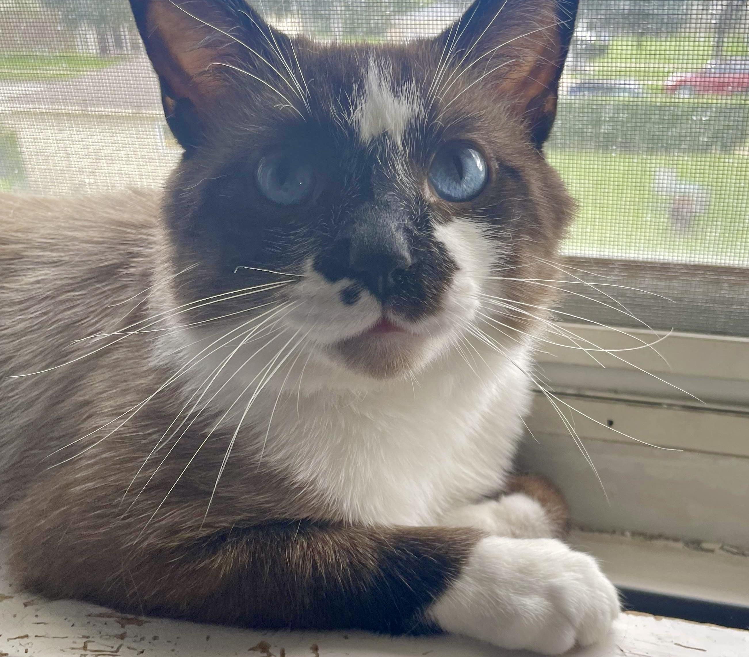 Enlarge Ricky, a ADOPTABLE Snowshoe in Milwaukee, WI image 1/6