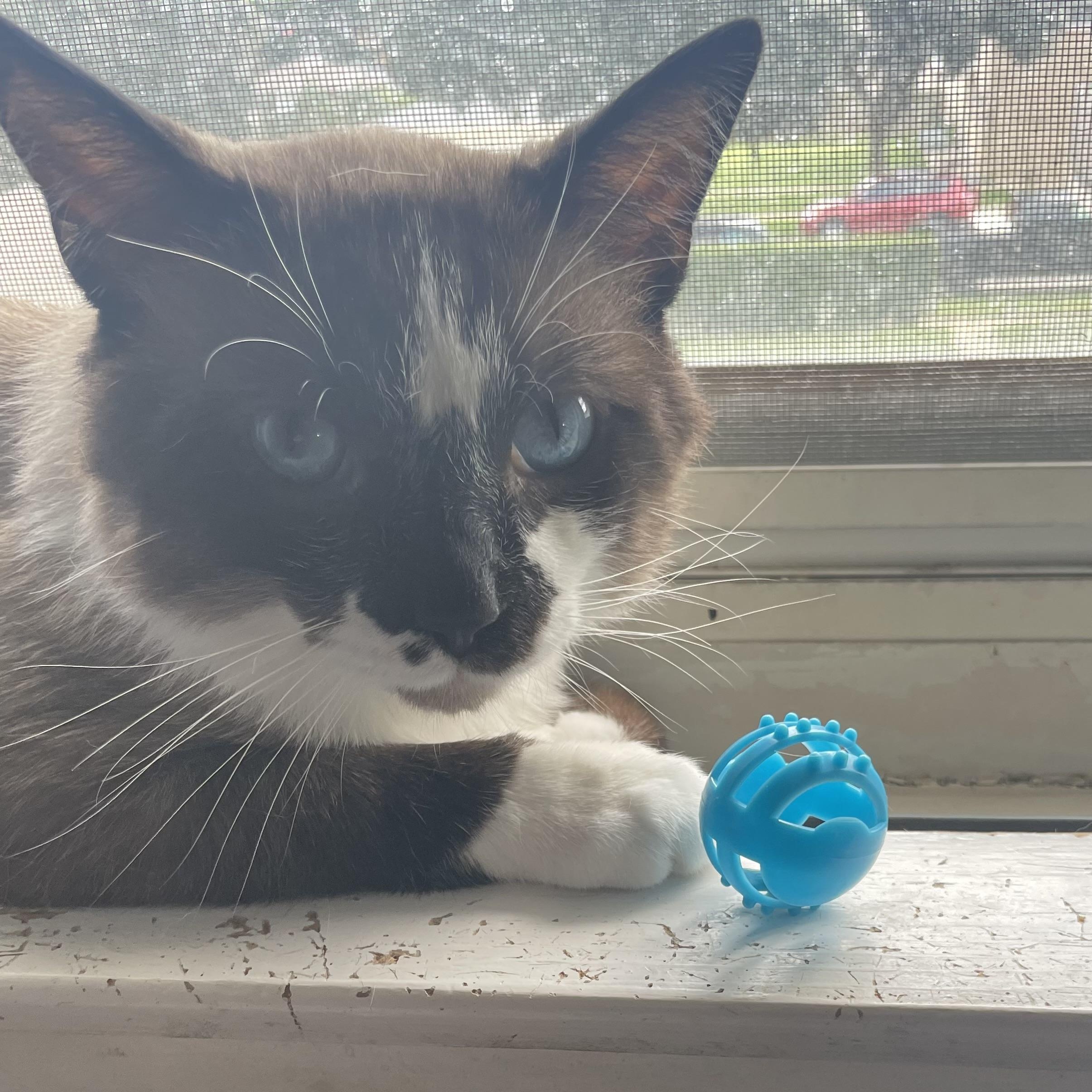Enlarge Ricky, a ADOPTABLE Snowshoe in Milwaukee, WI image 3/6