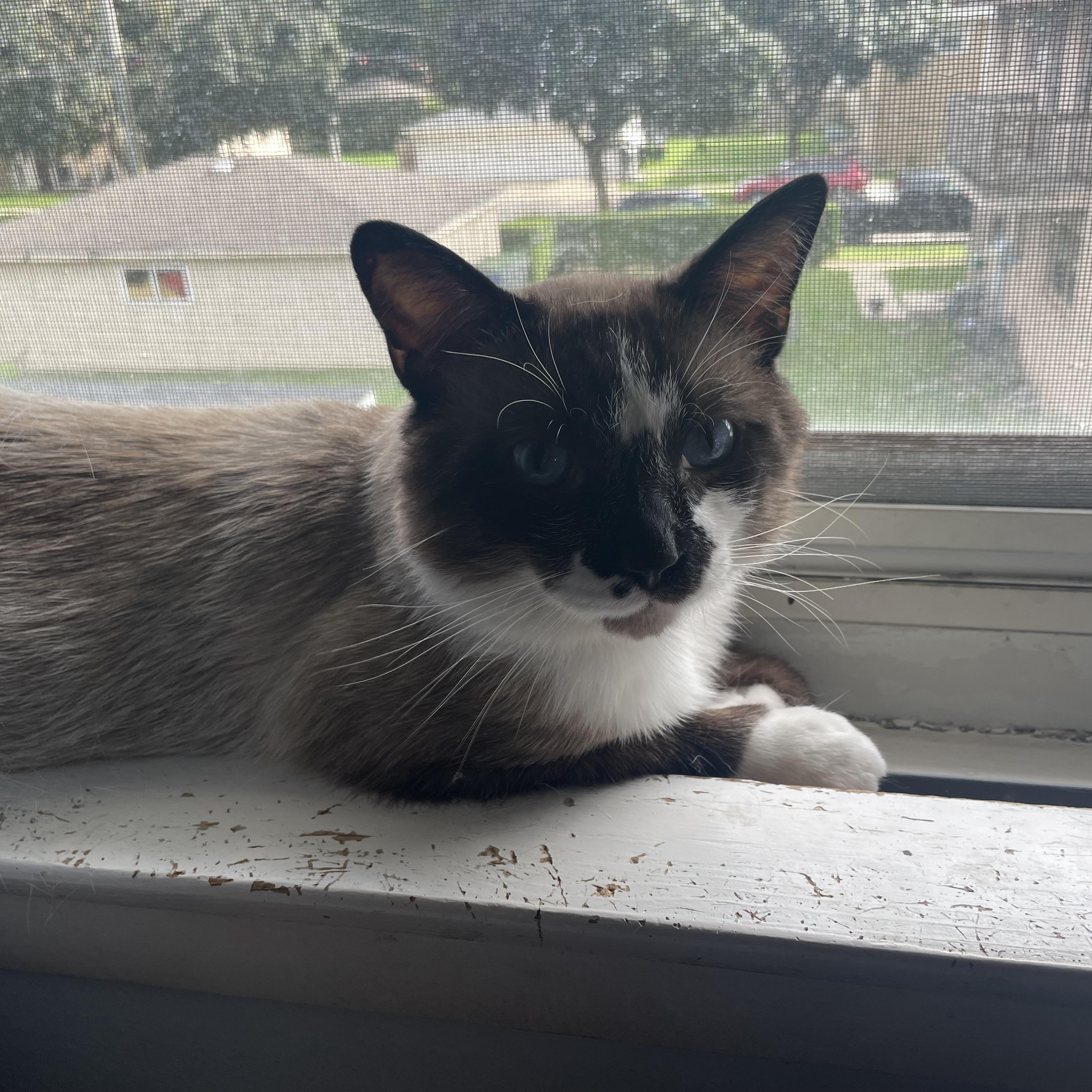 Enlarge Ricky, a ADOPTABLE Snowshoe in Milwaukee, WI image 4/6