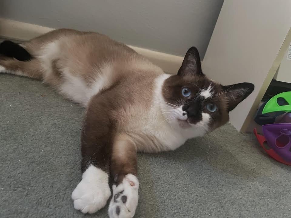 Enlarge Ricky, a Adoptable Snowshoe in Milwaukee, WI image 1/6
