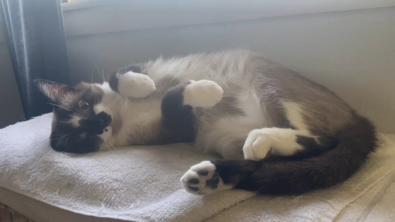 Enlarge Ricky, a ADOPTABLE Snowshoe in Milwaukee, WI video 6/6