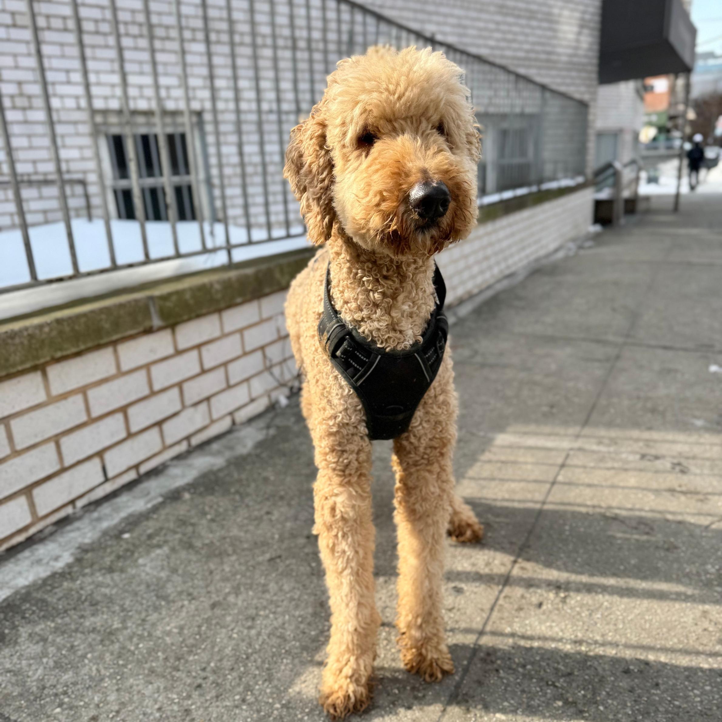 Onigiri — thumbnail 2