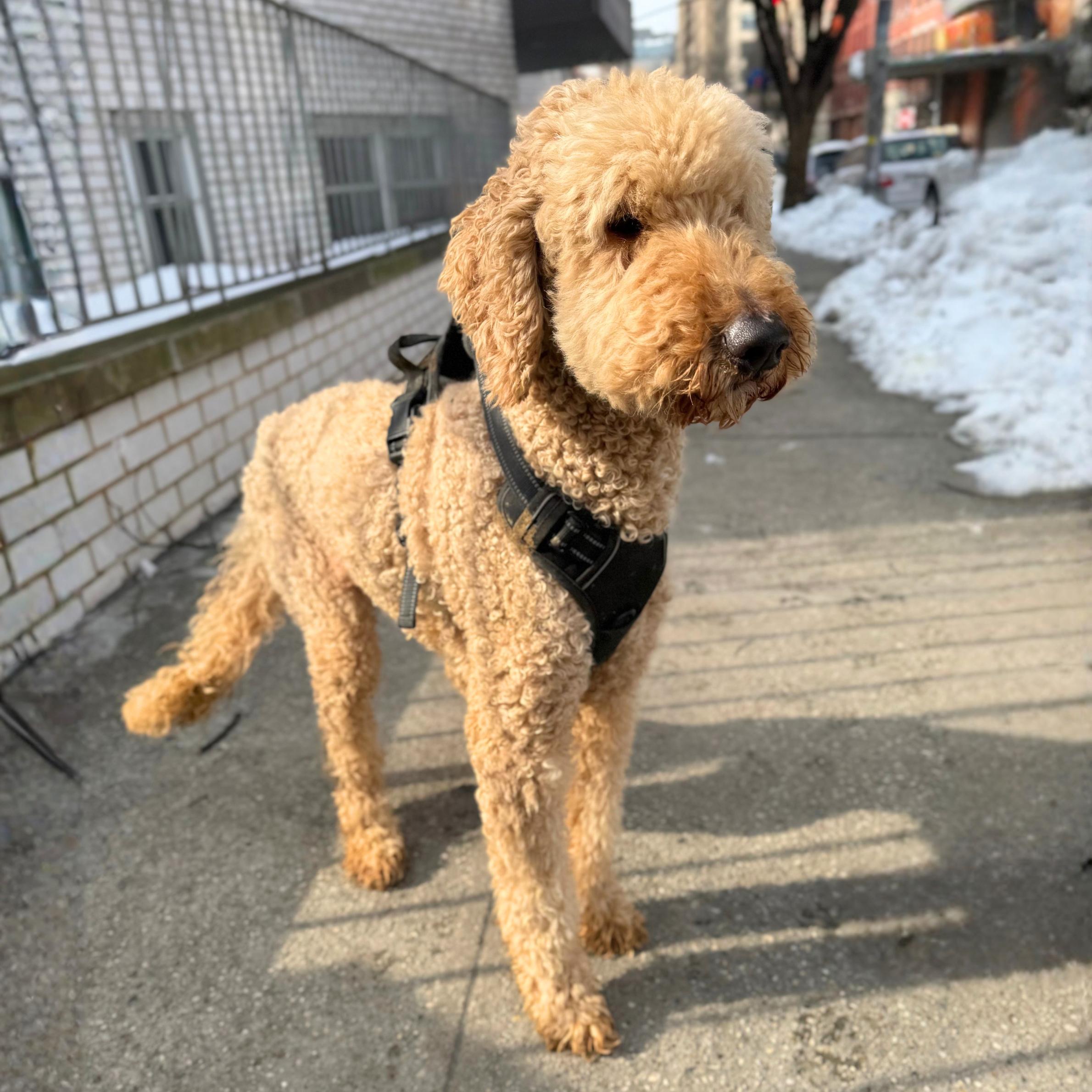 Onigiri — thumbnail 5