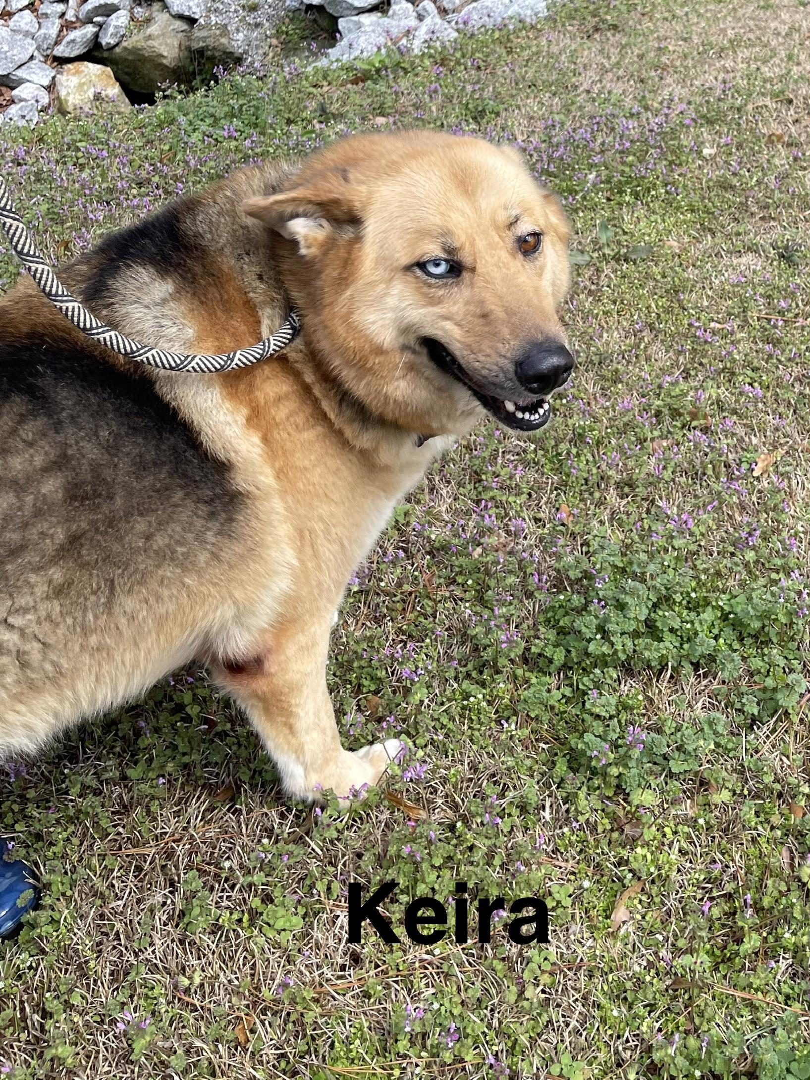 Enlarge Keira, a ADOPTABLE mixed breed in Alexander City, AL image 1/2