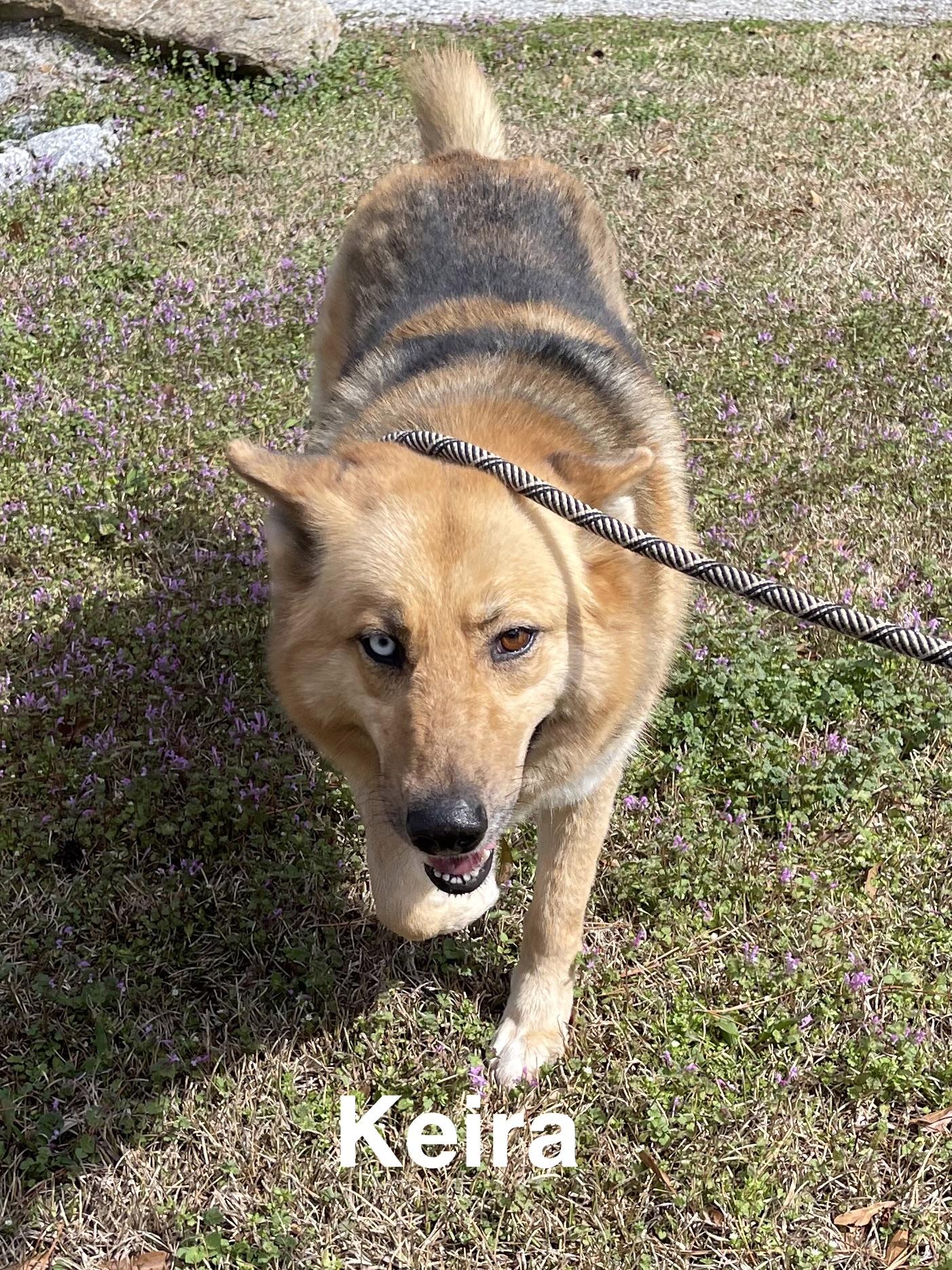 Enlarge Keira, a ADOPTABLE mixed breed in Alexander City, AL image 2/2