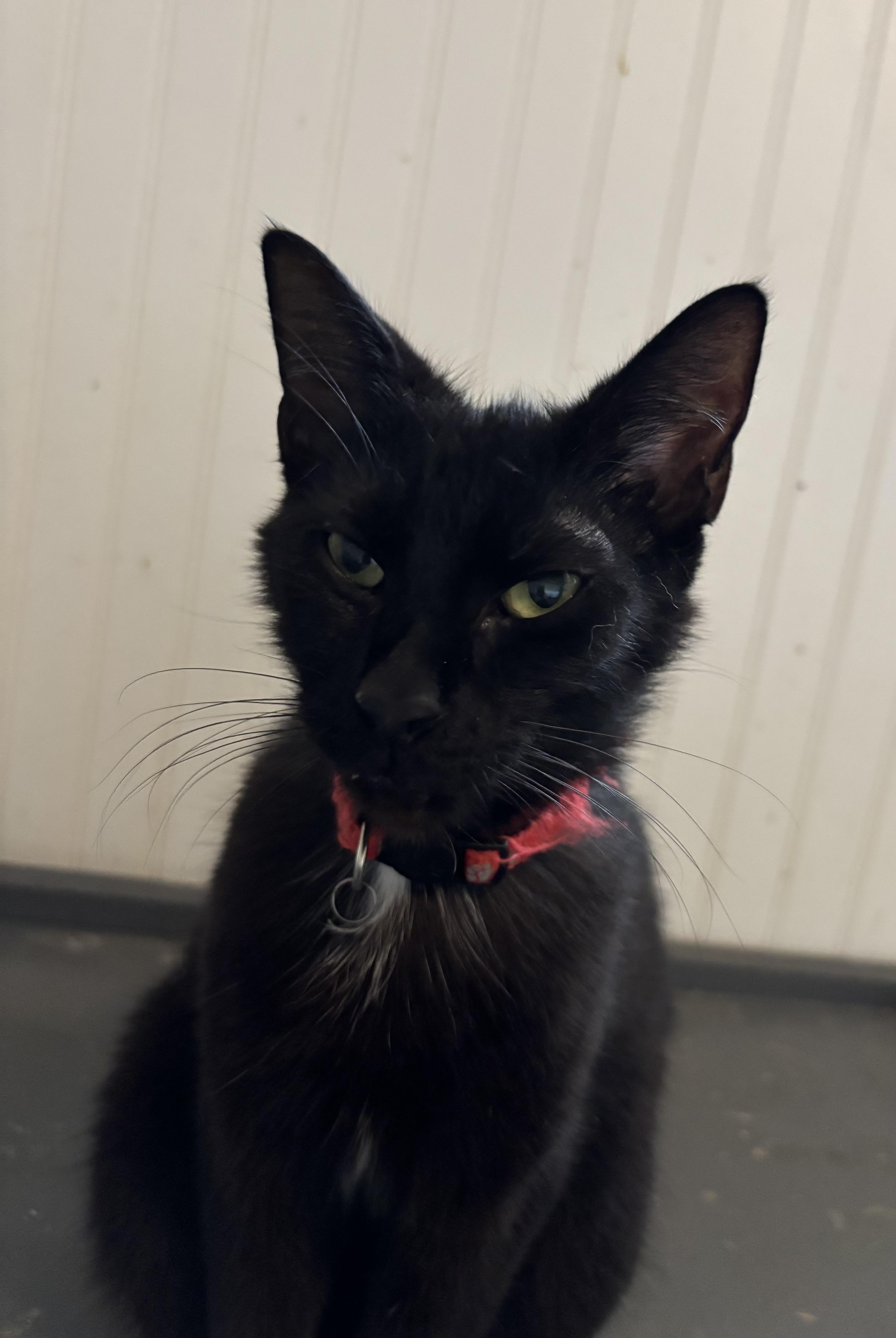 Atticus, ADOPTABLE, Adult Male Domestic Short Hair.