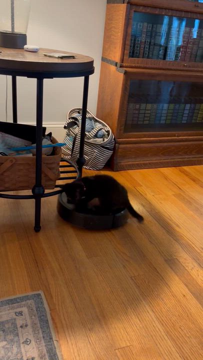 Enlarge Atticus, a ADOPTABLE Domestic Short Hair in Hemingway, SC video 2/2