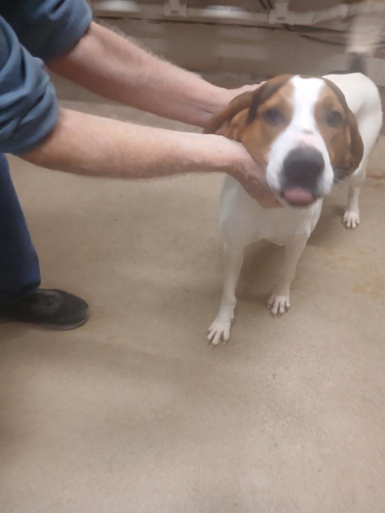 Sled (White), Adoptable, Adult Male Treeing Walker Coonhound.
