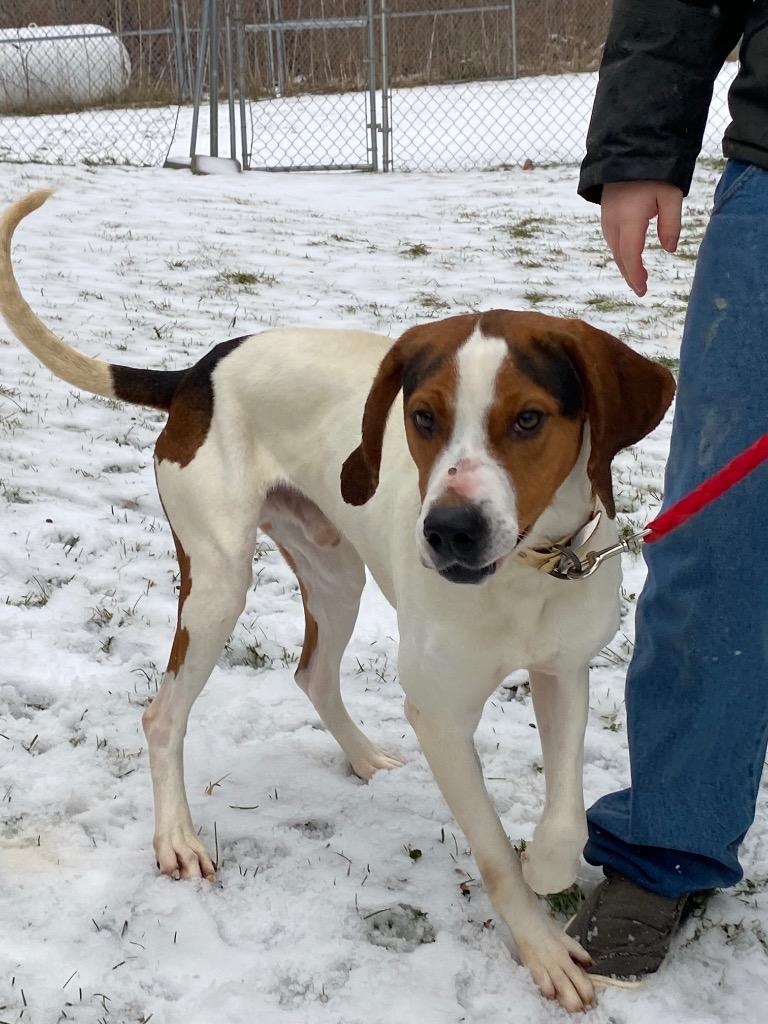 Enlarge Sled (White), a Adoptable Treeing Walker Coonhound in Waverly, NY image 2/2