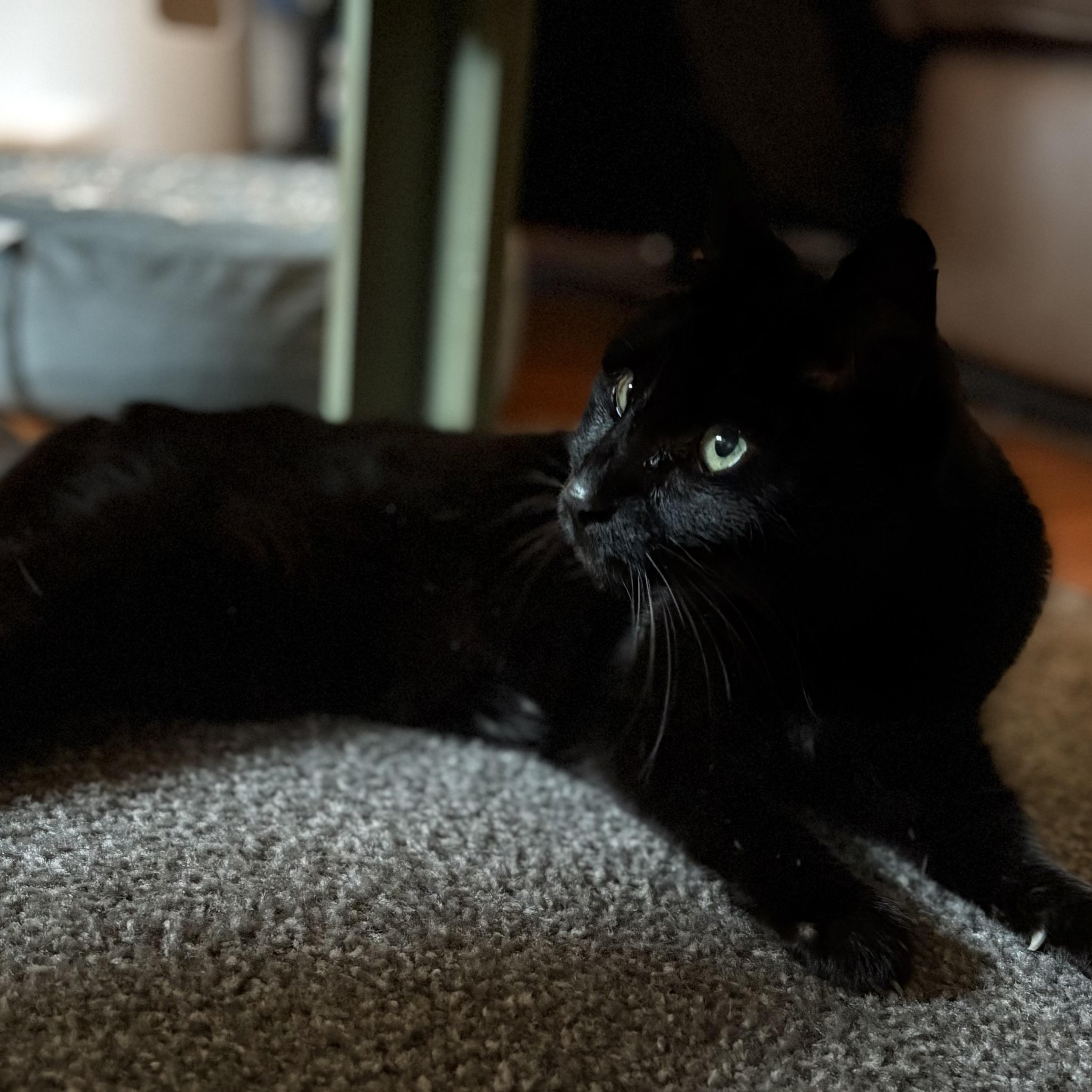 Enlarge Muppet- Senior Kitty, a ADOPTABLE Domestic Short Hair in Grass Valley, CA image 1/6