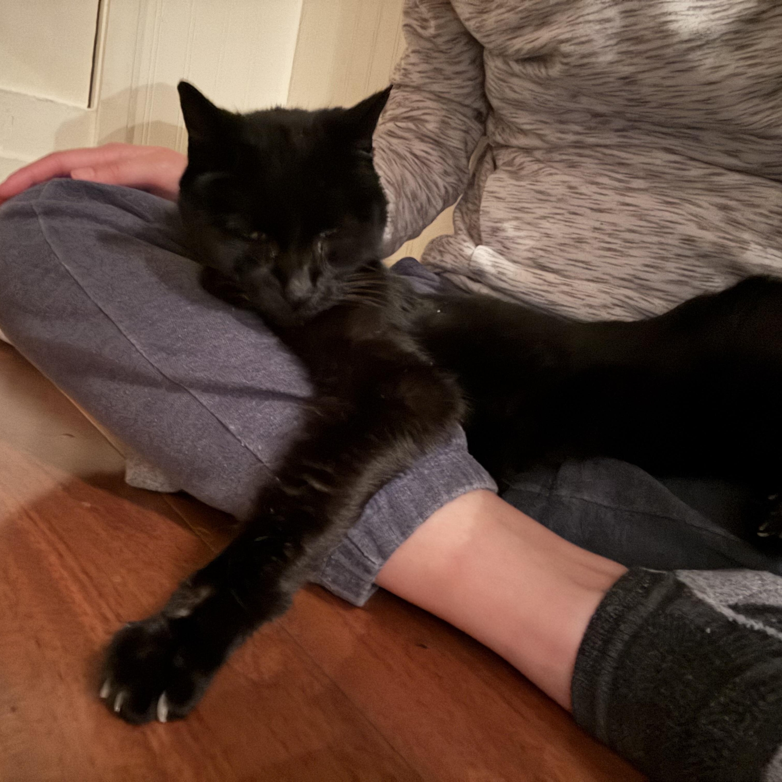 Enlarge Muppet- Senior Kitty, a ADOPTABLE Domestic Short Hair in Grass Valley, CA image 2/6