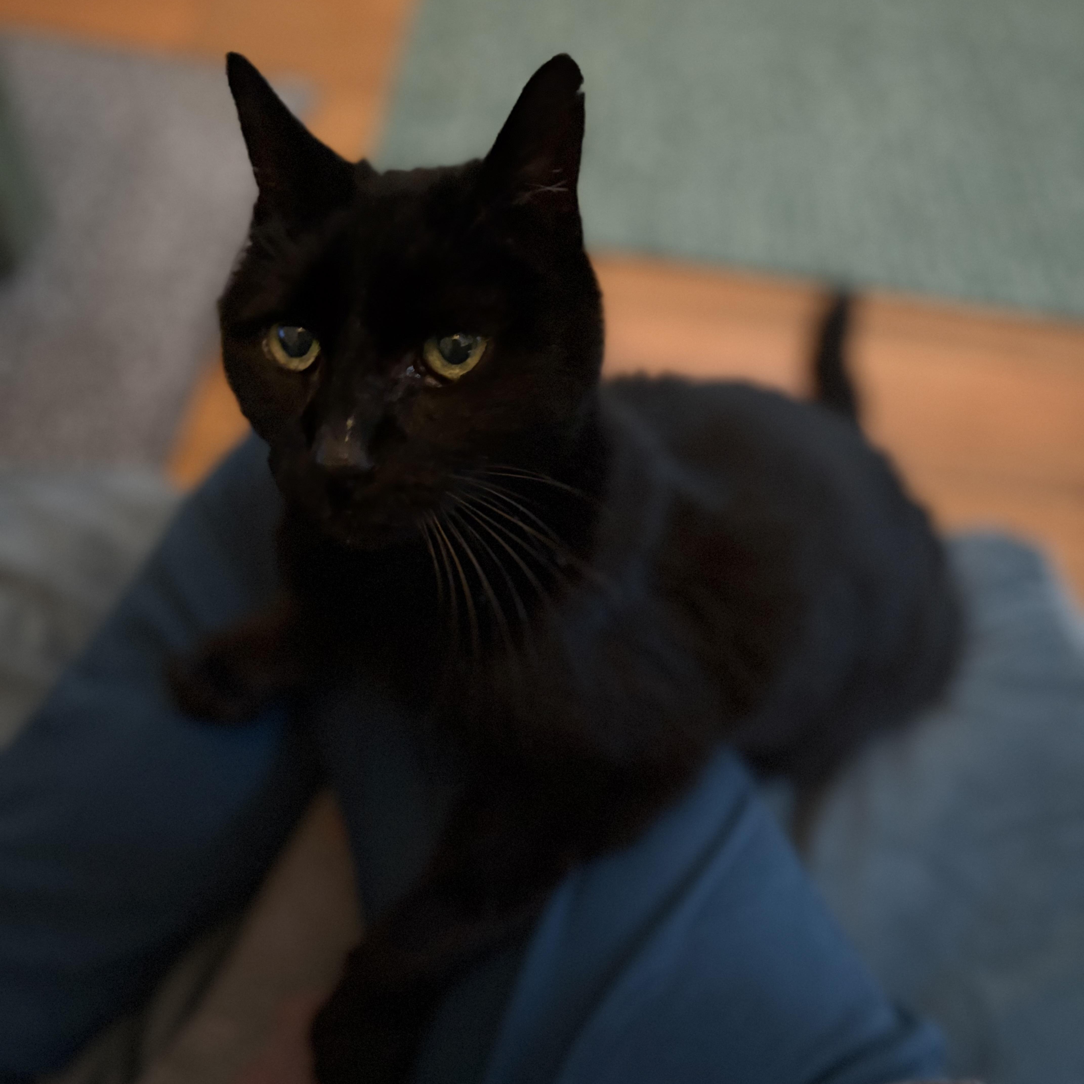 Enlarge Muppet- Senior Kitty, a ADOPTABLE Domestic Short Hair in Grass Valley, CA image 4/6