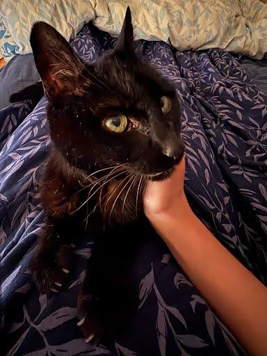 Enlarge Muppet- Senior Kitty, a ADOPTABLE Domestic Short Hair in Grass Valley, CA image 6/6