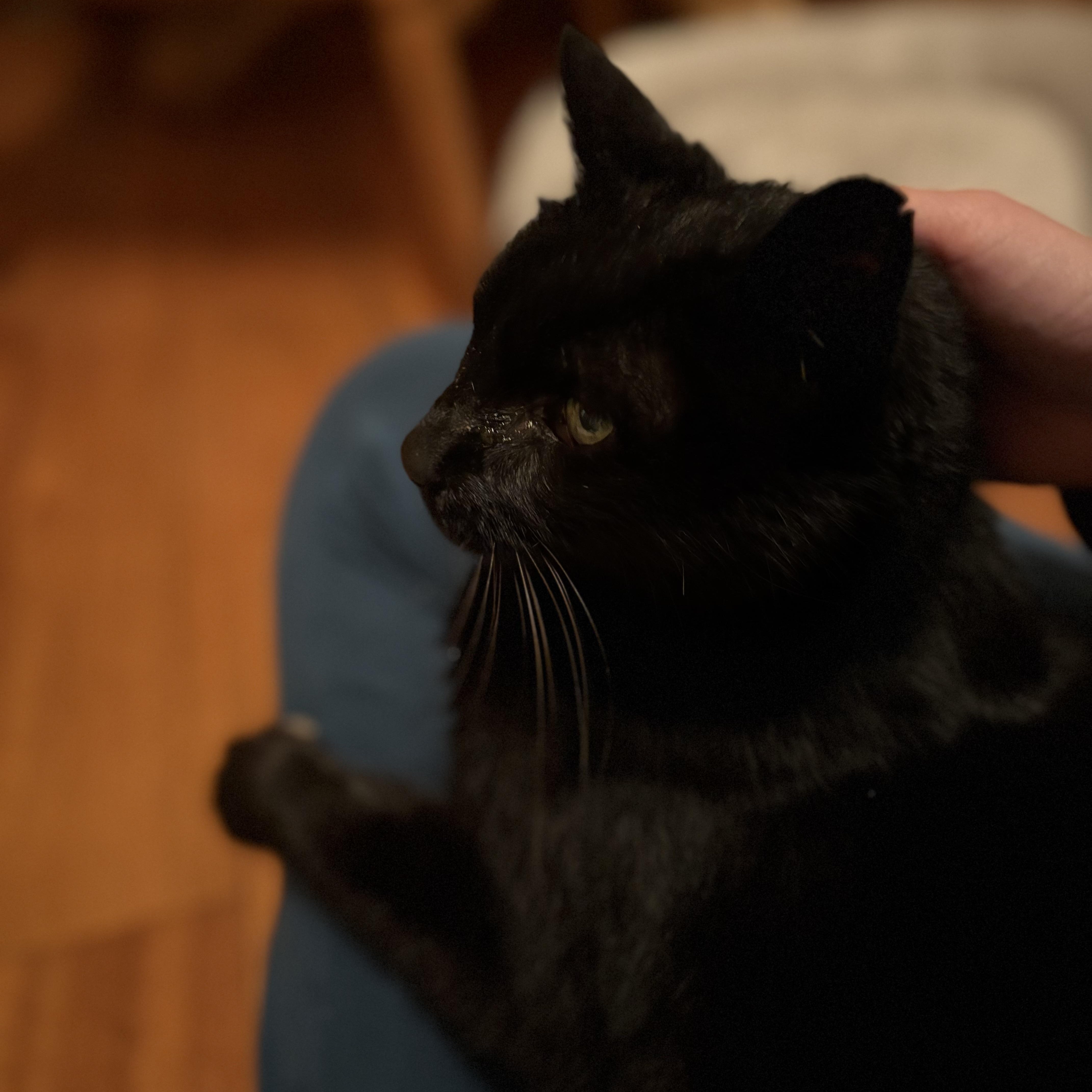 Enlarge Muppet- Senior Kitty, a ADOPTABLE Domestic Short Hair in Grass Valley, CA image 3/6