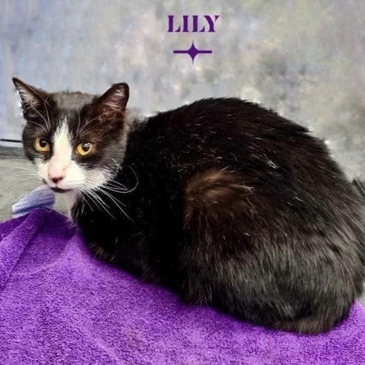 Lily, a Adoptable Domestic Short Hair in Chalfont, PA image 2/6