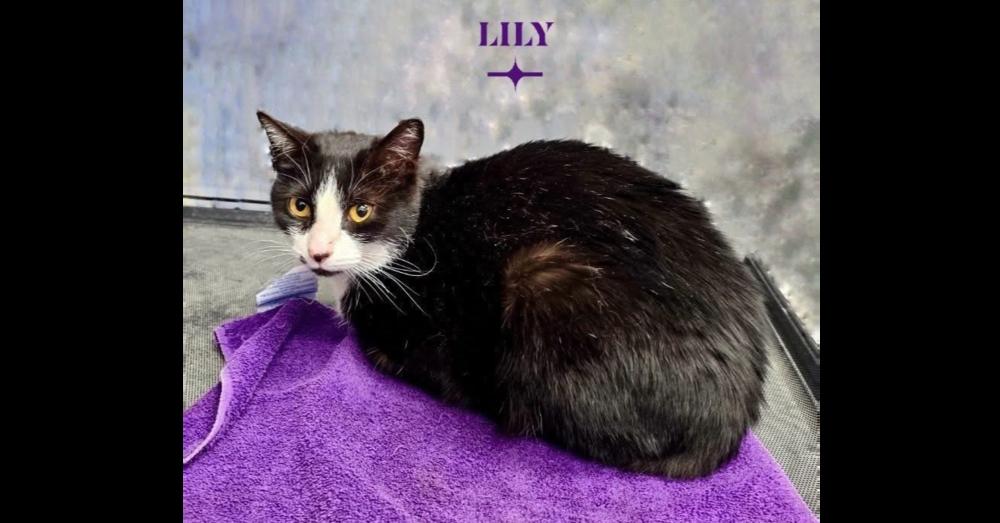 Enlarge Lily, a Adoptable Domestic Short Hair in Chalfont, PA image 1/5