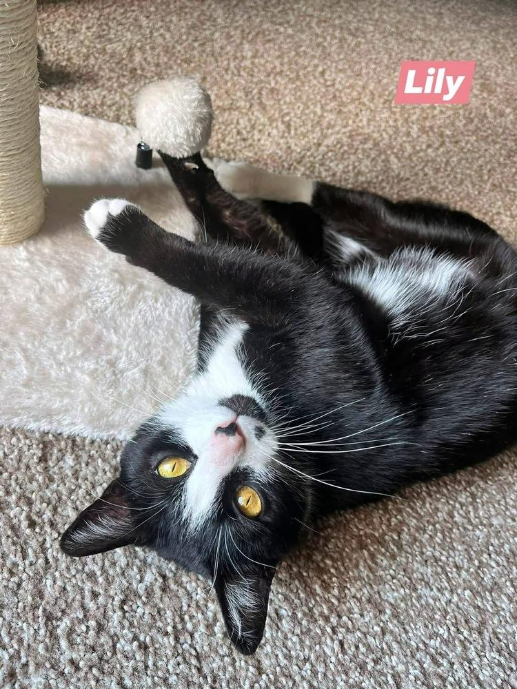 Enlarge Lily, a Adoptable Domestic Short Hair in Chalfont, PA image 2/5
