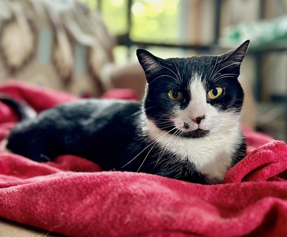 Enlarge Lily, a Adoptable Domestic Short Hair in Chalfont, PA image 2/6