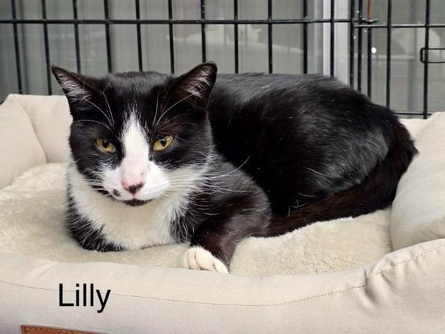 Enlarge Lily, a Adoptable Domestic Short Hair in Chalfont, PA image 4/5