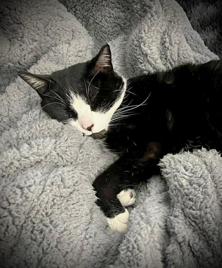 Enlarge Lily, a Adoptable Domestic Short Hair in Chalfont, PA image 5/5