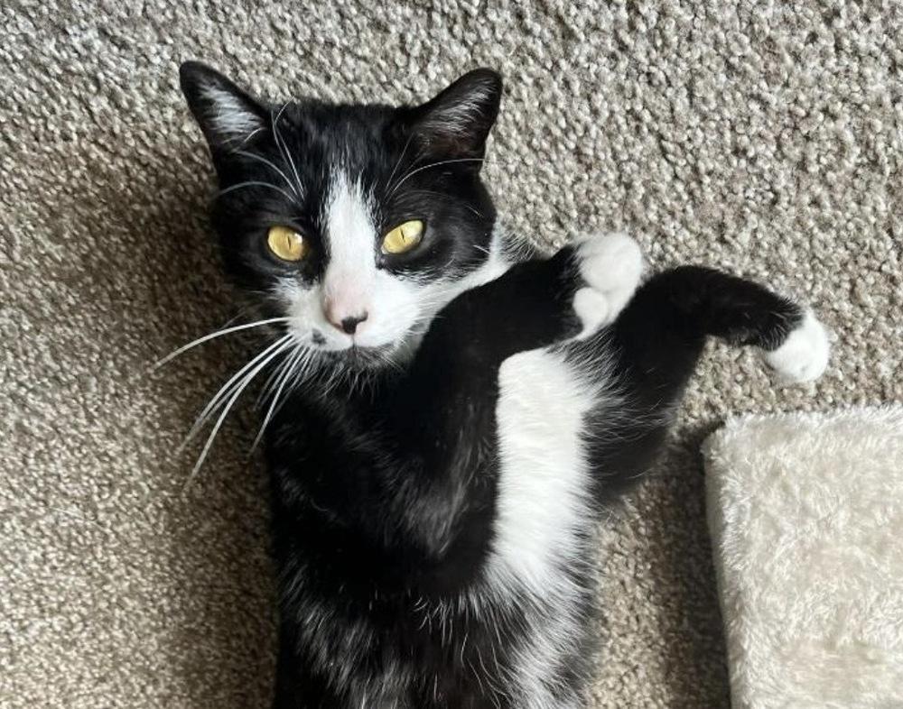 Lily, Adoptable, Adult Female Domestic Short Hair.