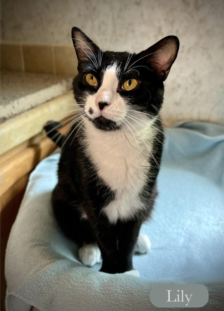 Enlarge Lily, a Adoptable Domestic Short Hair in Chalfont, PA image 4/5