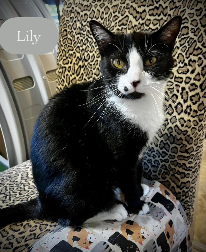 Lily, a Adoptable Domestic Short Hair in Chalfont, PA image 6/6