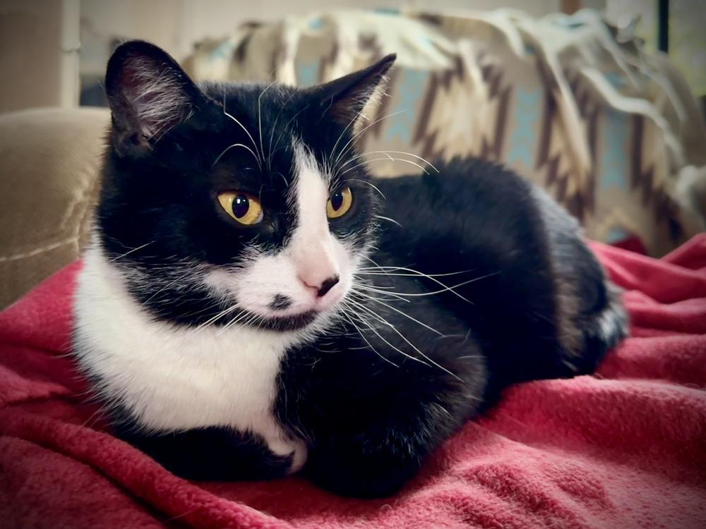 Enlarge Lily, a Adoptable Domestic Short Hair in Chalfont, PA image 5/6