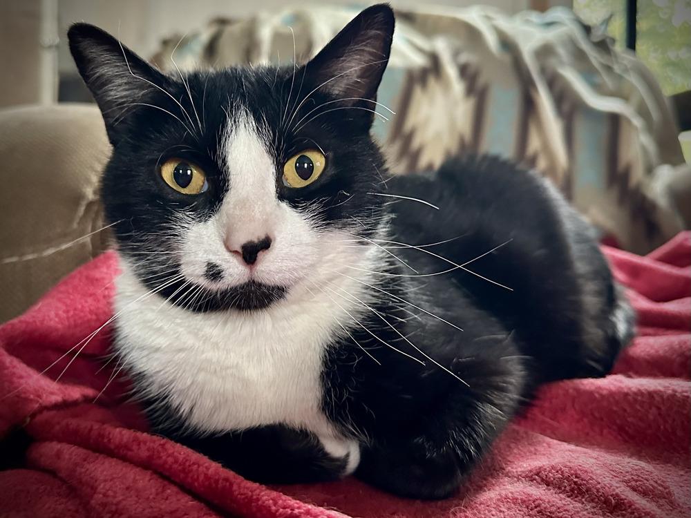 Enlarge Lily, a Adoptable Domestic Short Hair in Chalfont, PA image 6/6