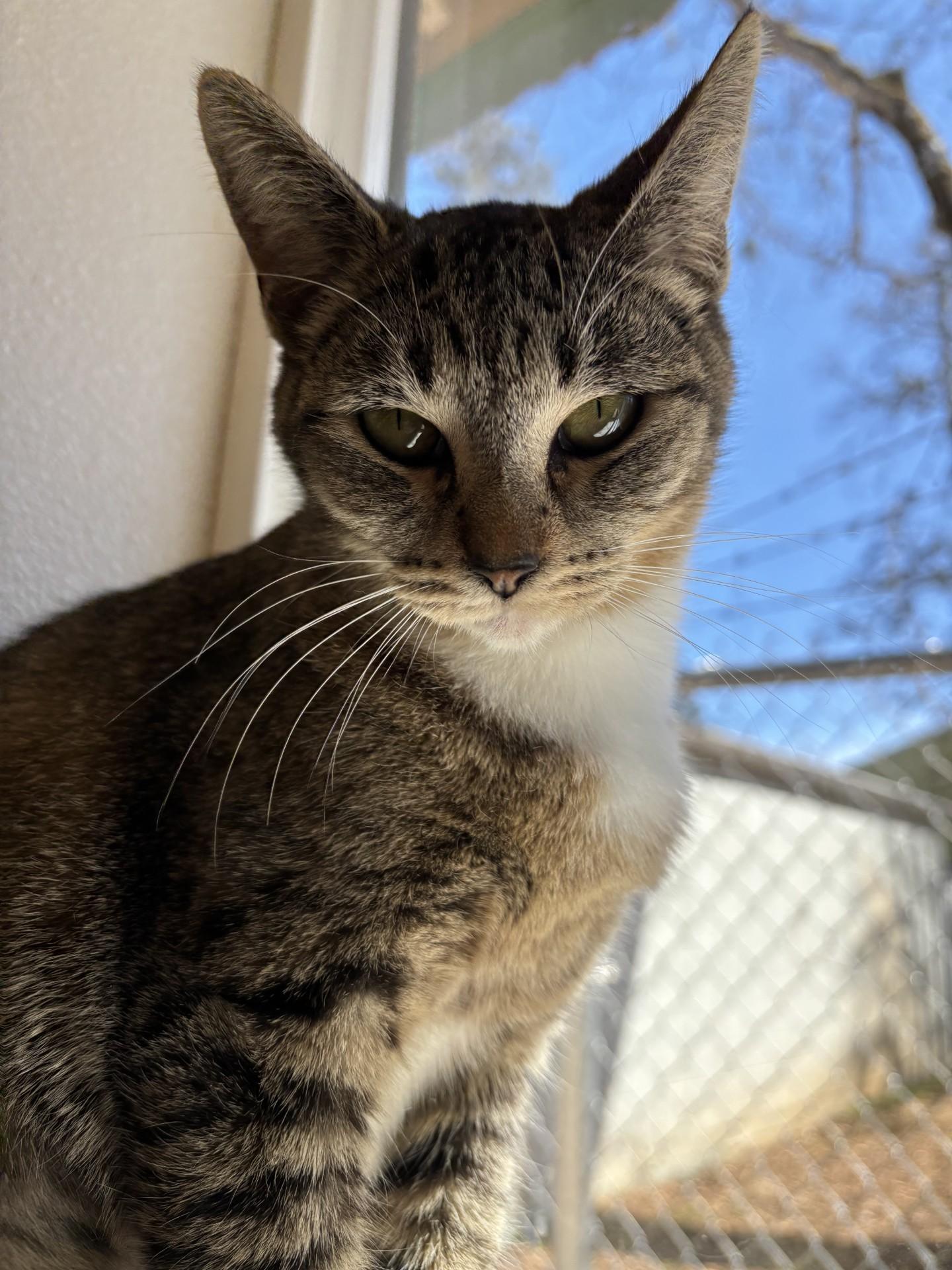 Enlarge Princess Ariel, an adopted Domestic Short Hair in Grants Pass, OR image 2/3