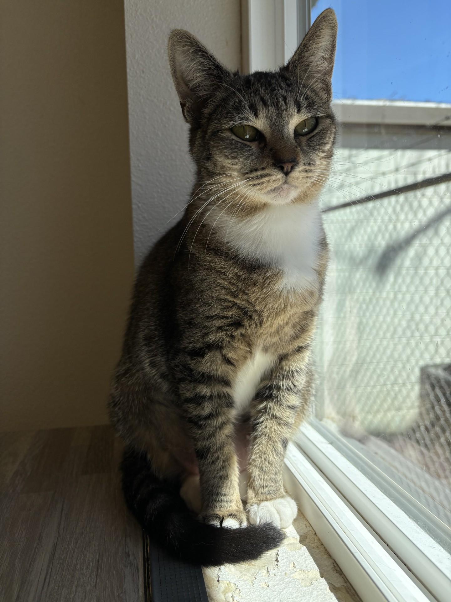 Enlarge Princess Ariel, an adopted Domestic Short Hair in Grants Pass, OR image 3/3