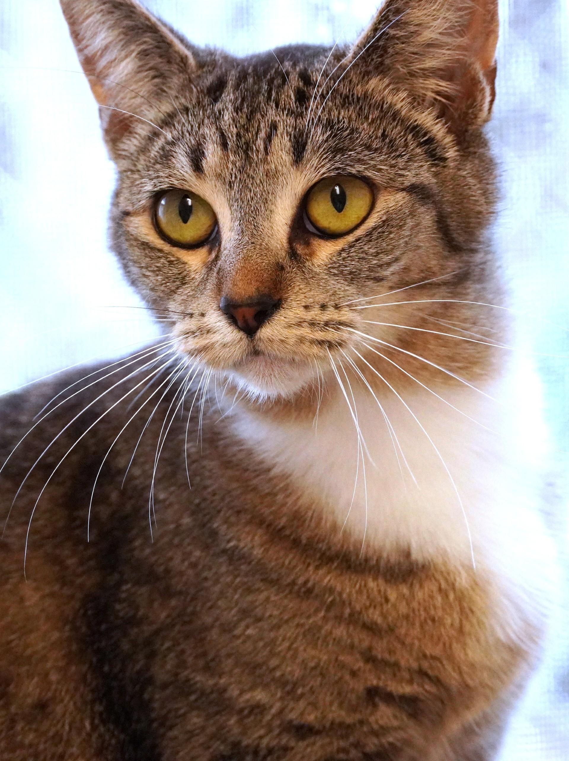 Princess Ariel, adopted, Young Female Domestic Short Hair.