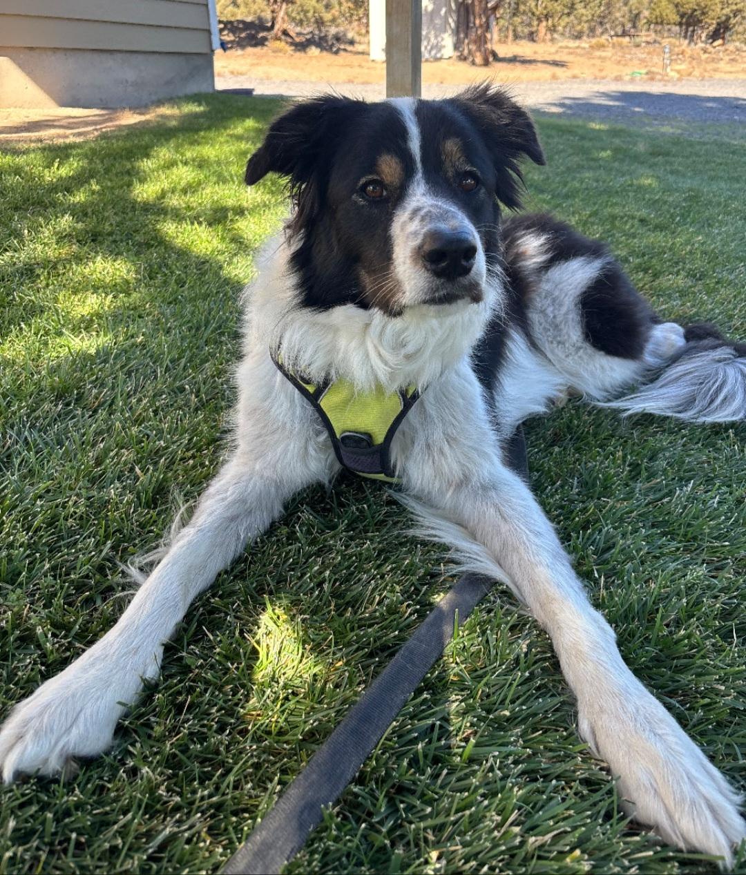 Enlarge Meg, a Adoptable mixed breed in Bend, OR image 1/4