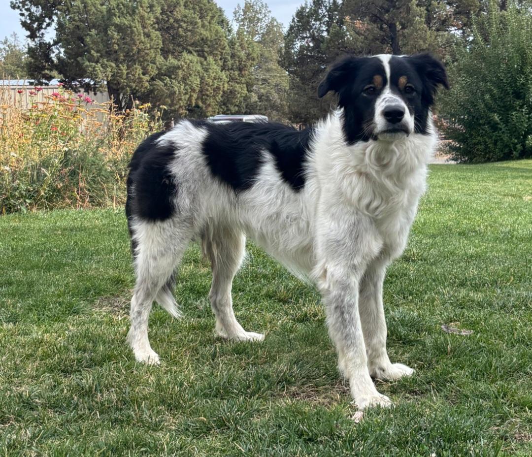 Enlarge Meg, a Adoptable mixed breed in Bend, OR image 3/4