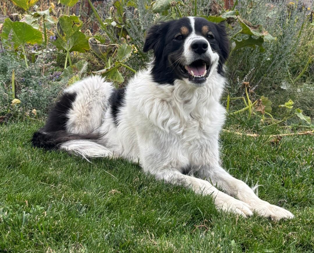 Enlarge Meg, a Adoptable mixed breed in Bend, OR image 2/4