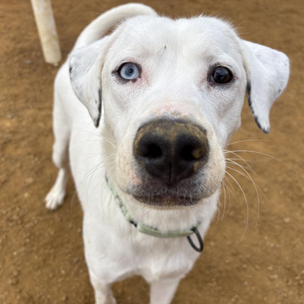 McGee, Adoptable, Young Male Mixed Breed.