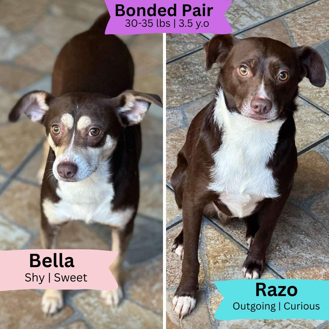 Enlarge Razo, a Adoptable Shepherd in SAN DIEGO, CA image 1/6