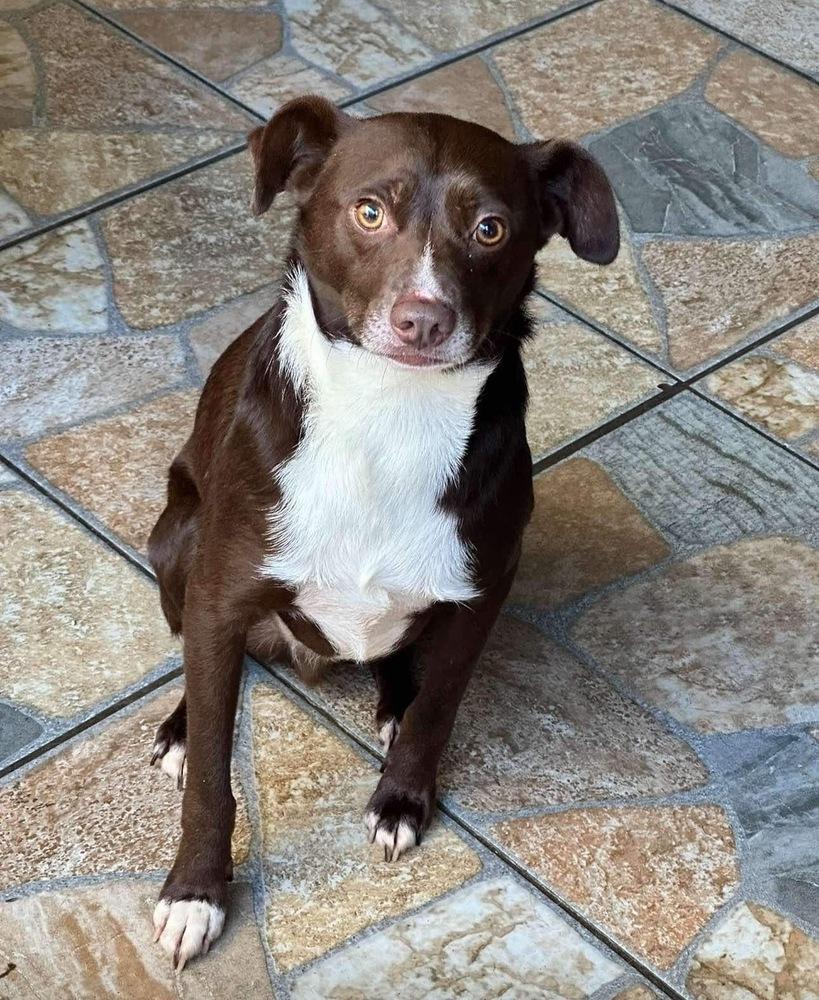 Enlarge Razo, a Adoptable Shepherd in SAN DIEGO, CA image 1/1