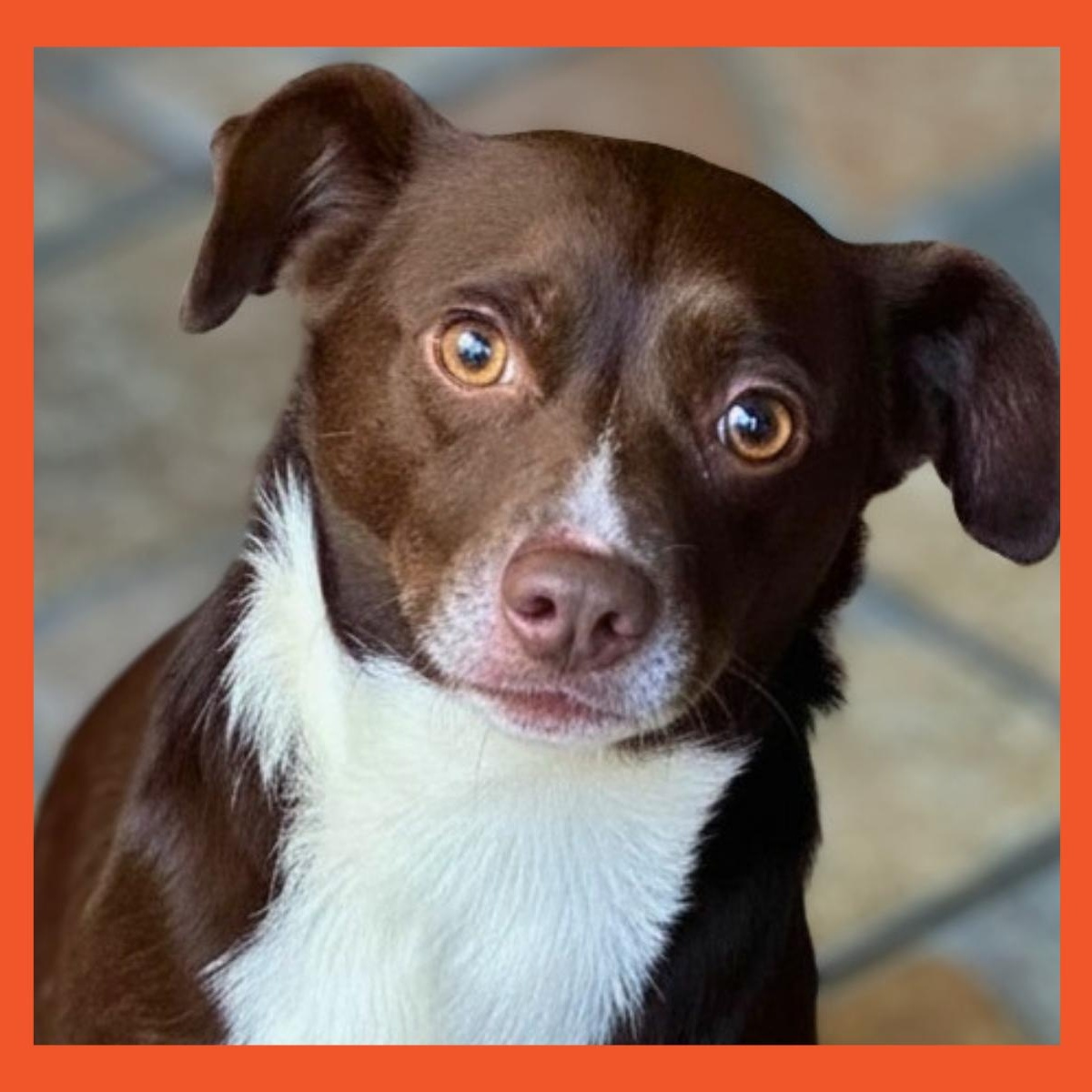 Razo, Adoptable, Adult Male Shepherd.