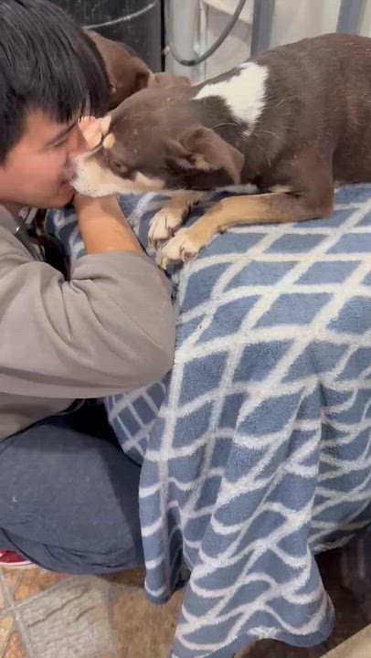 Enlarge Razo, a Adoptable Shepherd in SAN DIEGO, CA video 5/6