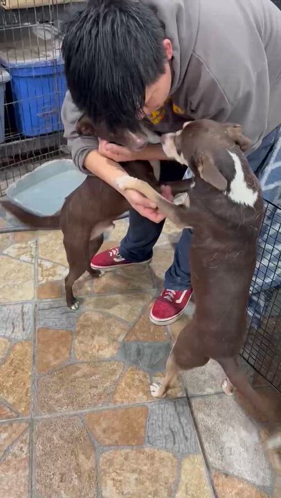 Enlarge Razo, a Adoptable Shepherd in SAN DIEGO, CA video 3/6