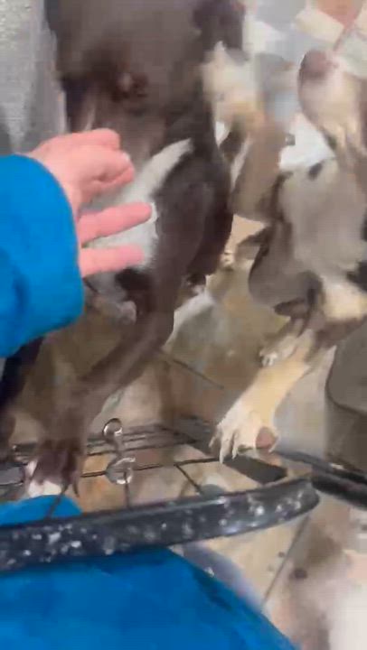 Enlarge Razo, a Adoptable Shepherd in SAN DIEGO, CA video 6/6