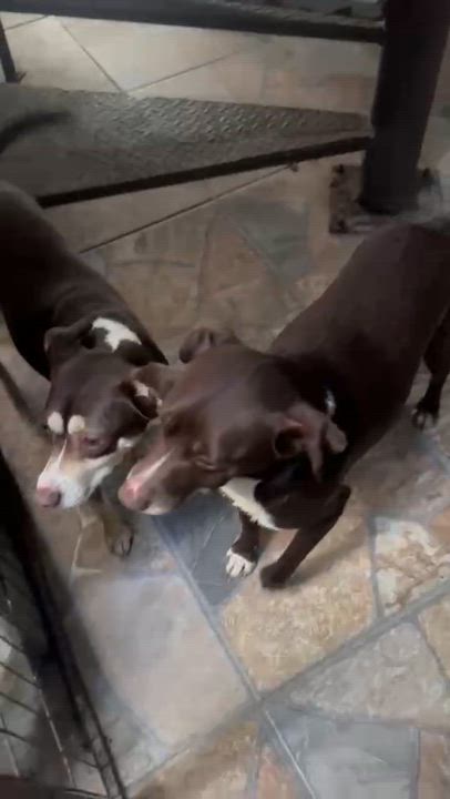 Enlarge Razo, a Adoptable Shepherd in SAN DIEGO, CA video 4/6